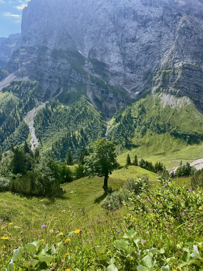 evergreen — Bild 10