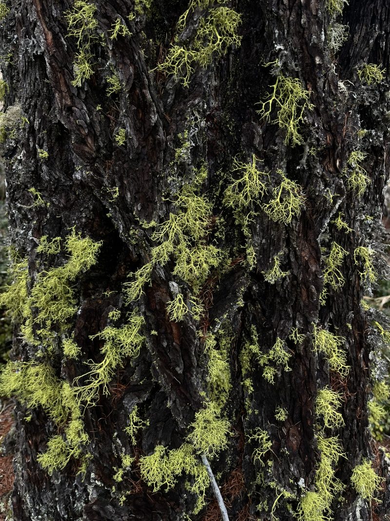 evergreen — Bild 16