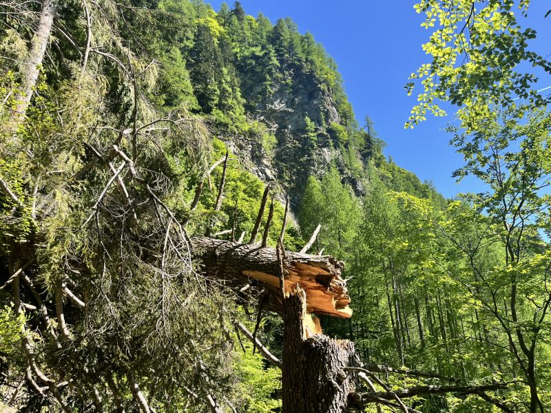 evergreen — Bild 21