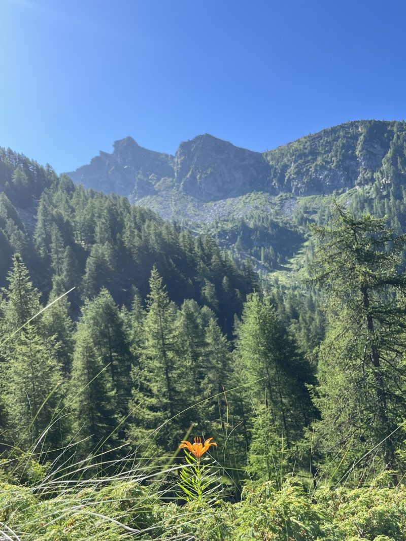evergreen — Bild 26