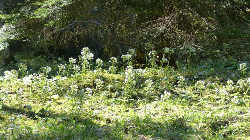 May — Bild 2