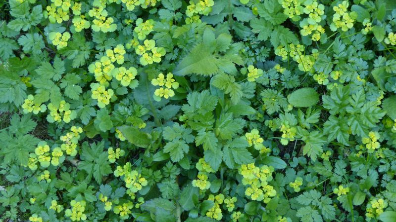 May — Bild 7
