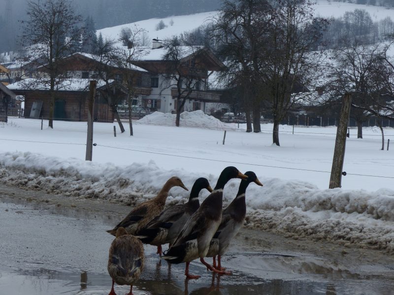 Saalfelden — Bild 8